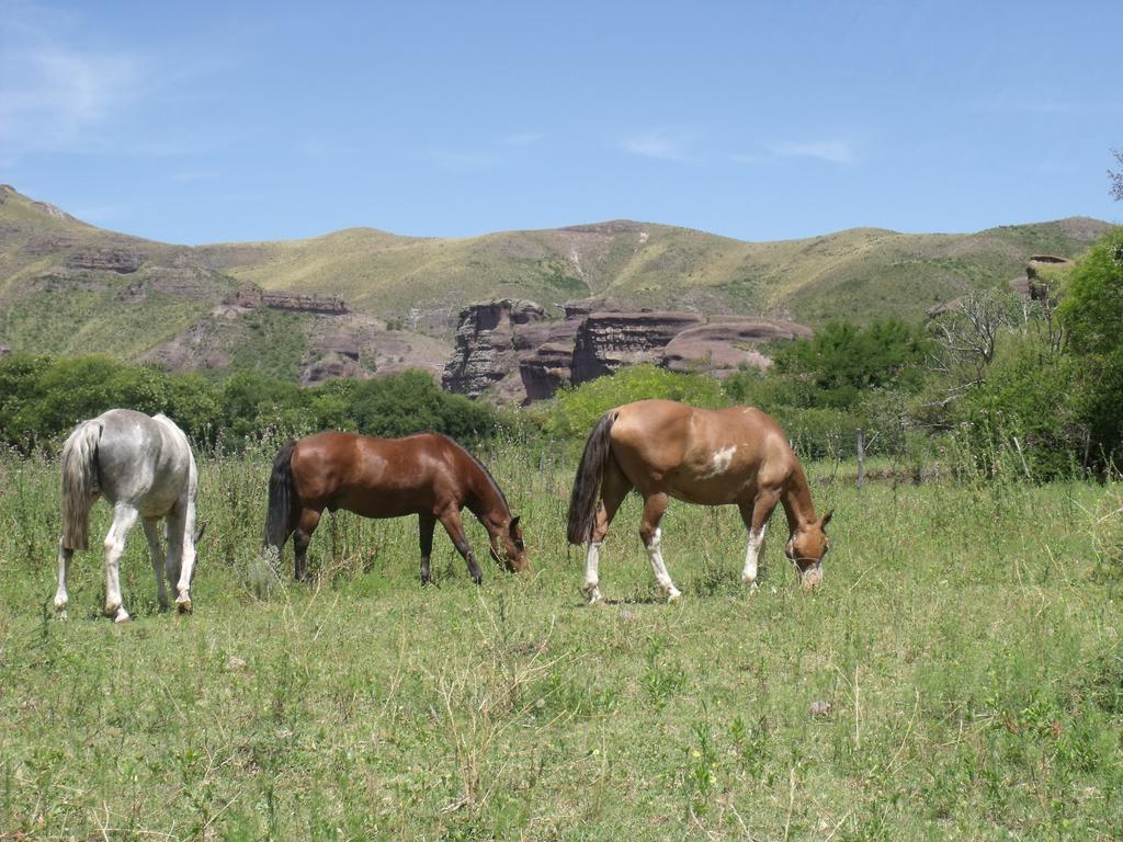 فندق قرطبةفي  Ongamira Turismo Rural المظهر الخارجي الصورة